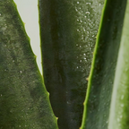 Refyne Hydration Facial Serum