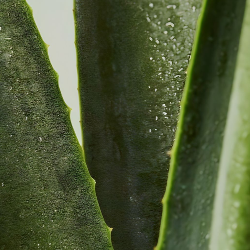 Refyne Hydration Facial Serum